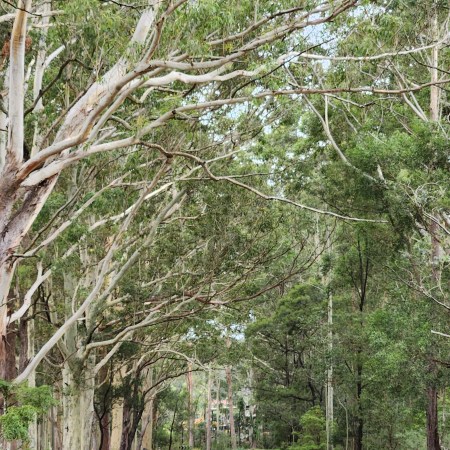 Kells Road Tomerong lined with trees