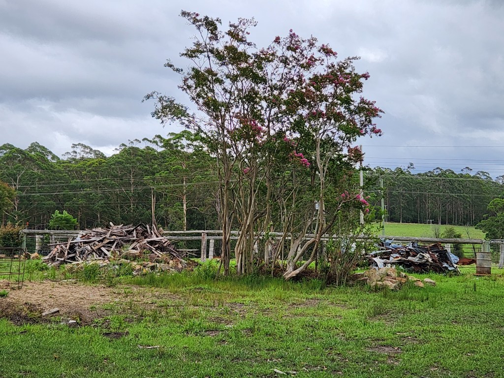Photograph of the site where the Kells family home, Kells Road, Tomerong